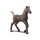 Schleich 81460 Club Horse Sammelfohlen Darcy
