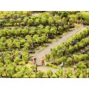 Noch H0 21540 - 24 Rebstöcke Weinreben Wein Reben Weinlese für den Weinberg